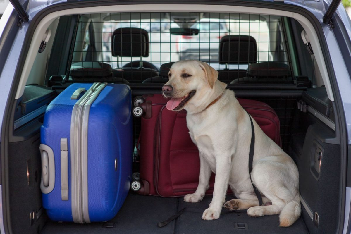 Se puede transportar perros en el maletero